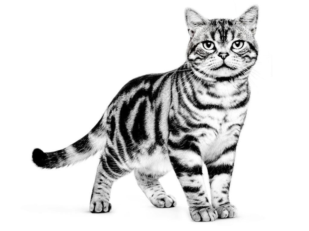 американская короткошерстная