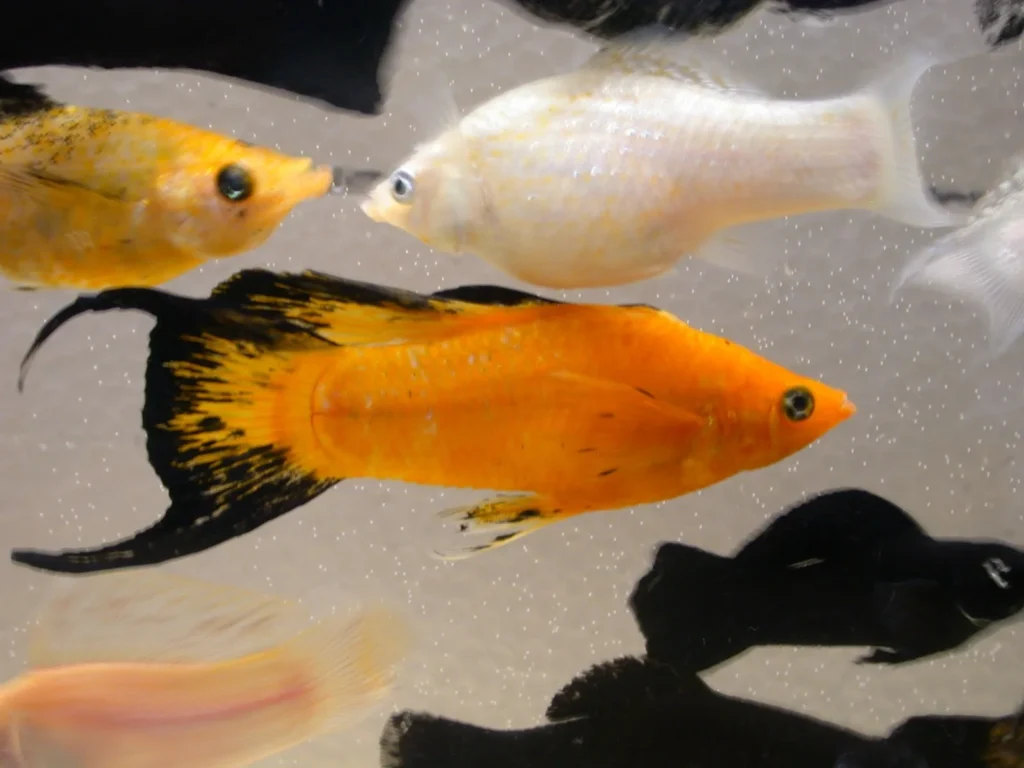 Моллинезии 