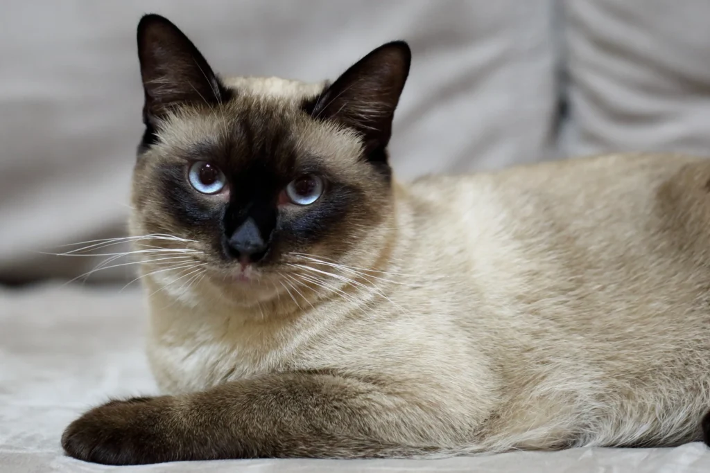 сиамская кошка